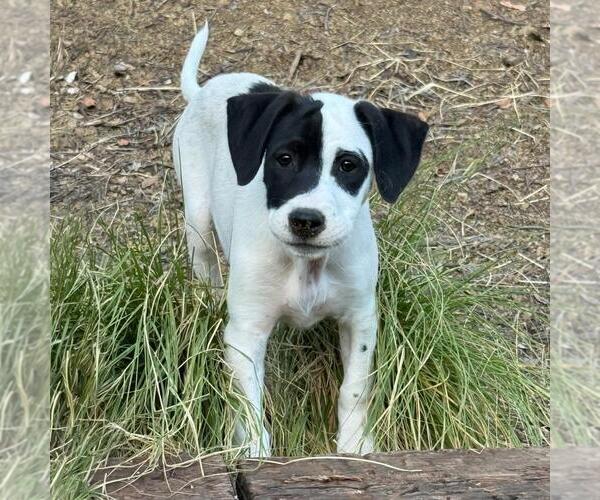 Medium Photo #12 Labrador Retriever-Unknown Mix Puppy For Sale in San Diego, CA, USA