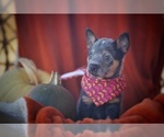Small Photo #3 Australian Cattle Dog Puppy For Sale in PILOT, VA, USA