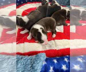 Miniature American Shepherd Puppy for sale in GARYSBURG, NC, USA