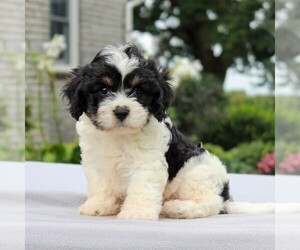 Cavachon Puppy for sale in GORDONVILLE, PA, USA