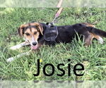 Small #4 Treeing Walker Coonhound Mix