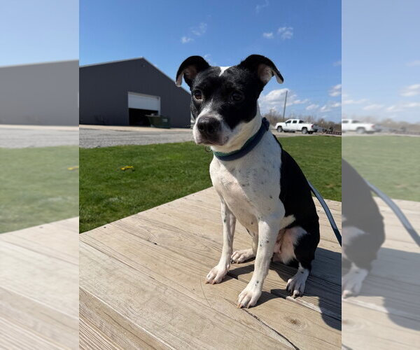 Medium Photo #3 Mutt Puppy For Sale in Pierceton , IN, USA