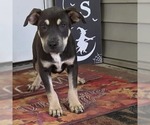 Small Photo #2 Shepweiller Puppy For Sale in SHERBURNE, NY, USA