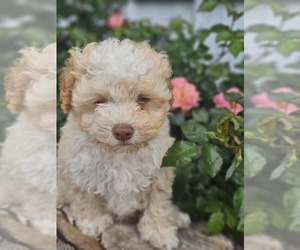Aussie-Poo-Aussiedoodle Mix Puppy for sale in TAYLOR, TX, USA