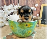 Small #11 Morkie