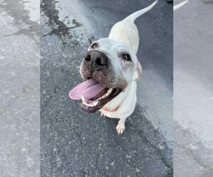 Dee Dee - Female American Pit Bull Terrier-Unknown Mix Dog for Adoption - Photo #4