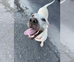 Small Photo #4 American Pit Bull Terrier-Unknown Mix Puppy For Sale in Calgary, Alberta, Canada