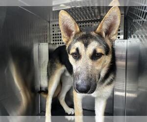 Gerberian Shepsky Dogs for adoption in Grand Prairie, TX, USA