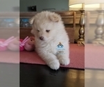 Small Photo #52 Pomeranian-Pomsky Mix Puppy For Sale in RAMSEY, MN, USA