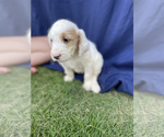 Small Photo #7 English Setter-Goldendoodle Mix Puppy For Sale in PELZER, SC, USA