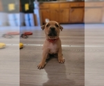 Small Photo #3 American Bully Puppy For Sale in OZONE PARK, NY, USA