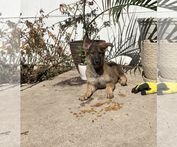 Medium Photo #1 German Shepherd Dog Puppy For Sale in GRANBURY, TX, USA
