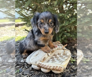 Dachshund Puppy for sale in MIDDLEBURY, IN, USA