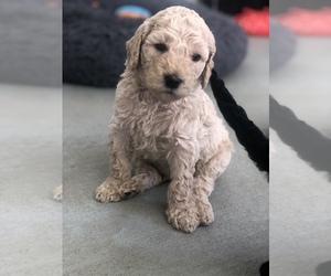 Medium Goldendoodle