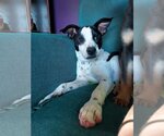 Small Photo #10 Rat Terrier-Unknown Mix Puppy For Sale in Columbus, IN, USA
