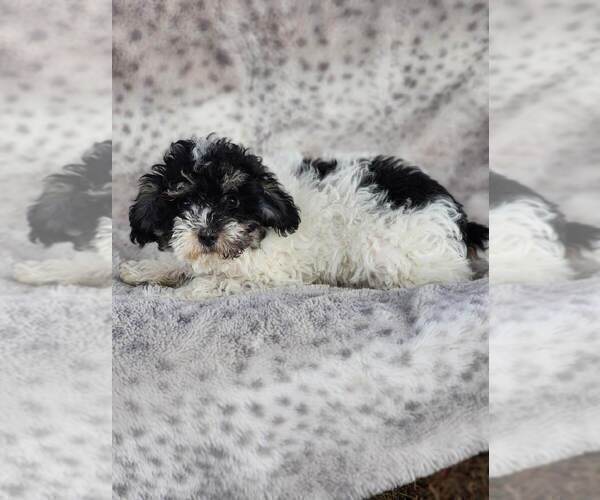 Medium Photo #2 Poodle (Miniature) Puppy For Sale in SHIPSHEWANA, IN, USA
