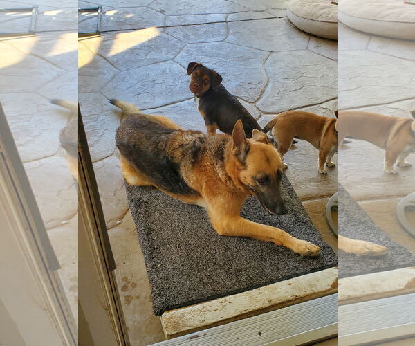 Medium Photo #2 Daug Puppy For Sale in Escondido, CA, USA