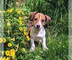 Small Photo #1 Jack Russell Terrier Puppy For Sale in SANDOWN, NH, USA