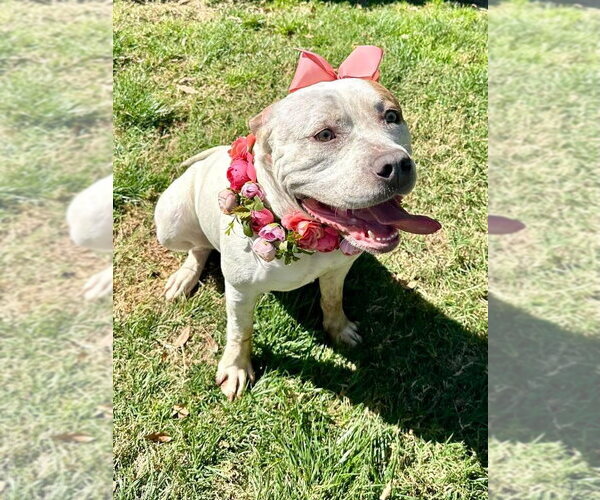 Medium Photo #10 American Bulldog-Unknown Mix Puppy For Sale in Redlands, CA, USA