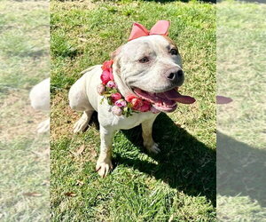 Remi - Female American Bulldog-Unknown Mix Dog for Adoption - Photo #10