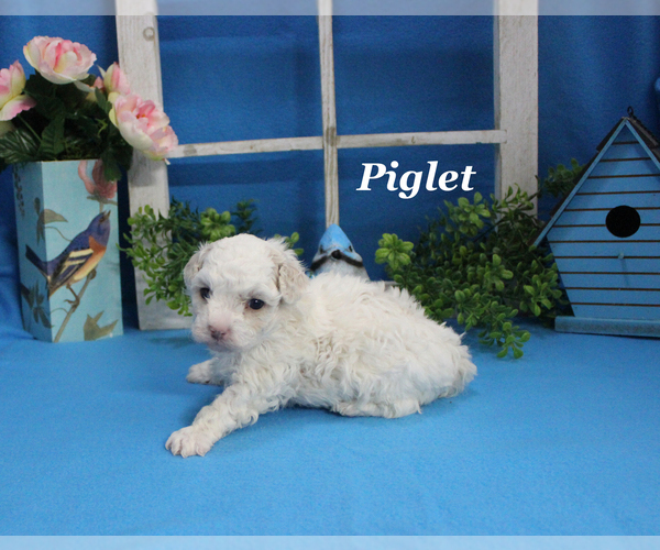 Medium Photo #11 Poodle (Toy) Puppy For Sale in CHANUTE, KS, USA