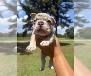 French Bulldog Puppy for sale in FAYETTEVILLE, NC, USA