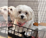 Small #1 Maltese Mix