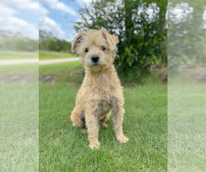 Poodle (Miniature)-Unknown Mix Dogs for adoption in PIPE CREEK, TX, USA