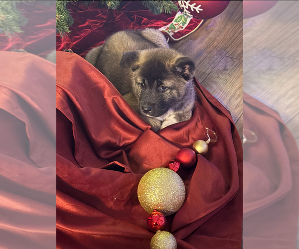 Medium Photo #1 Akita Puppy For Sale in LOUISVILLE, KY, USA