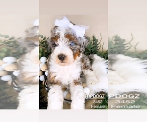 Bernedoodle (Miniature) Puppy for sale in SAN FRANCISCO, CA, USA
