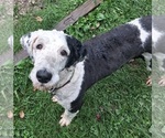 Small Photo #1 Sheepadoodle Puppy For Sale in DRYFORK, WV, USA