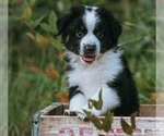 Puppy Cheese Miniature Australian Shepherd