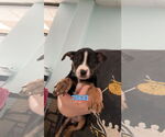 Small #7 Doberman Pinscher Mix