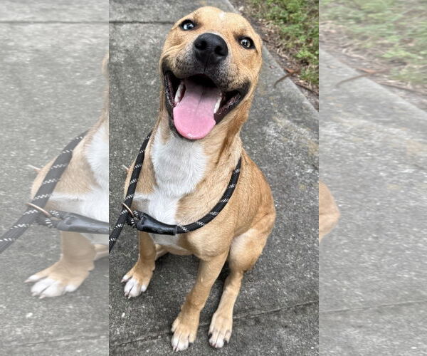Medium Photo #2 Catahoula Leopard Dog-Unknown Mix Puppy For Sale in Sanford, FL, USA