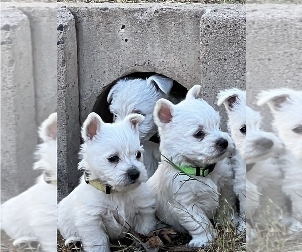 Medium Photo #2 West Highland White Terrier Puppy For Sale in PHOENIX, AZ, USA