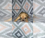 Puppy 2 French Bulldog