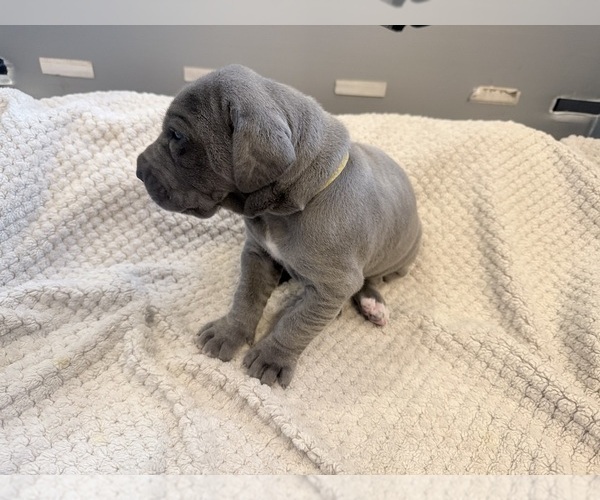 Medium Photo #4 Great Dane Puppy For Sale in OLATHE, CO, USA