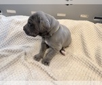 Small Photo #4 Great Dane Puppy For Sale in OLATHE, CO, USA