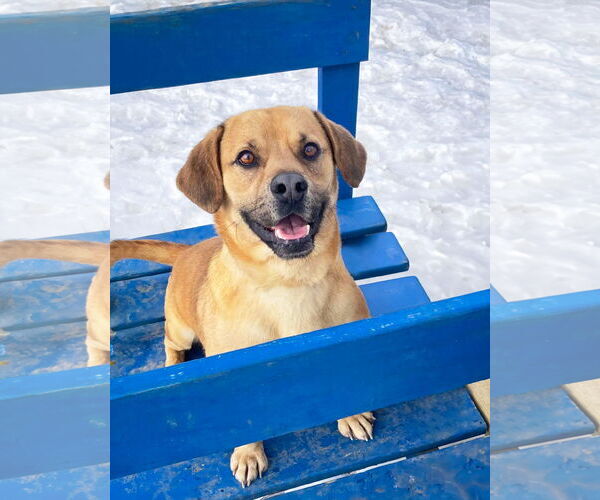 Medium Photo #2 Labrador Retriever-Unknown Mix Puppy For Sale in Unionville, PA, USA