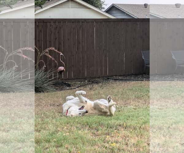 Medium Photo #7 Great Pyrenees-Unknown Mix Puppy For Sale in Rowlett, TX, USA
