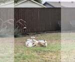 Small #6 Great Pyrenees Mix