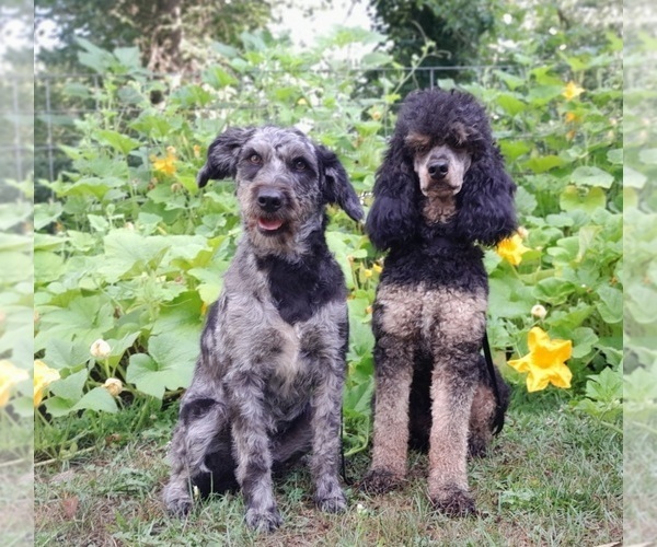 Medium Photo #5 Labradoodle Puppy For Sale in MILLVILLE, MN, USA