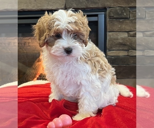 Medium Photo #4 Cavapoo Puppy For Sale in NOBLESVILLE, IN, USA