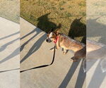 Small #9 Mutt