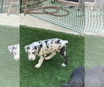 Small Photo #78 Great Dane Puppy For Sale in MARICOPA, AZ, USA
