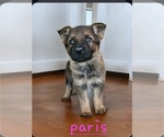 Small Photo #5 German Shepherd Dog Puppy For Sale in KELLER, TX, USA