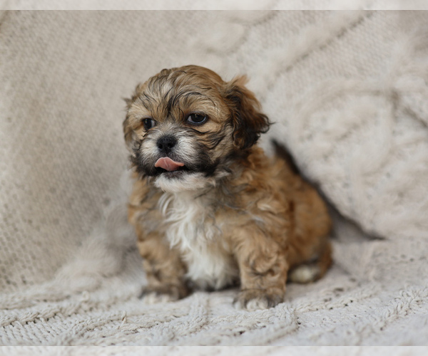 Medium Photo #10 Zuchon Puppy For Sale in HOUSE SPRINGS, MO, USA