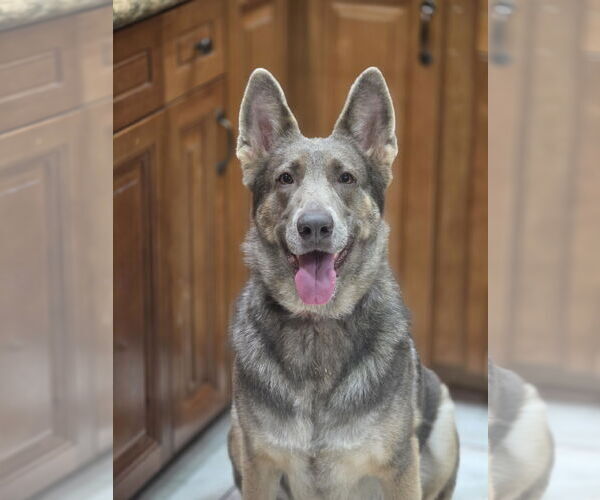 Medium Photo #2 German Shepherd Dog Puppy For Sale in Tampa, FL, USA