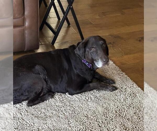 Medium Photo #2 Labrador Retriever Puppy For Sale in San Diego, CA, USA