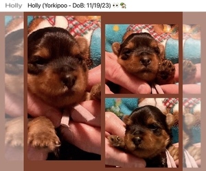 YorkiePoo Puppy for sale in MARTIN, TN, USA